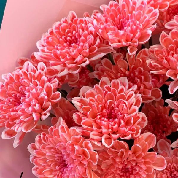  5 розовых хризантем "Сахарный сон" 