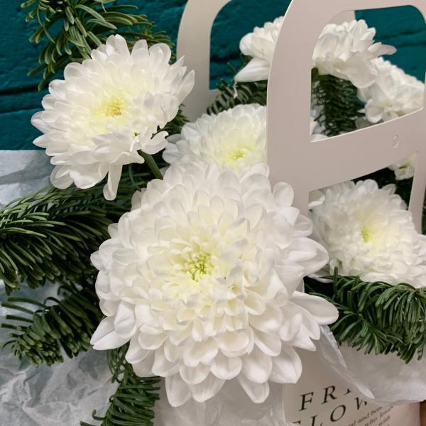 фото Белой хризантемы и нобилиса "Зимняя сказка"