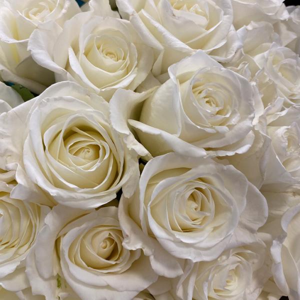 23 белые розы “Дана“