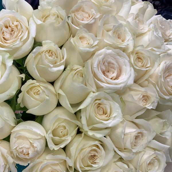 45 белых роз “Этника“