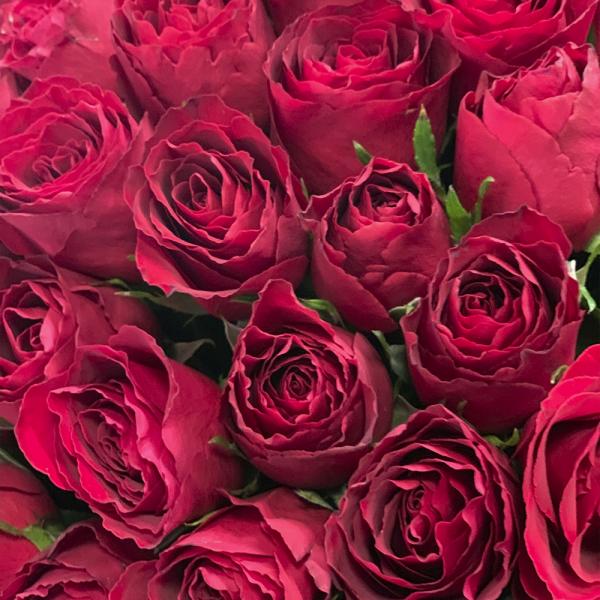 35 красных роз “Палящее солнце“