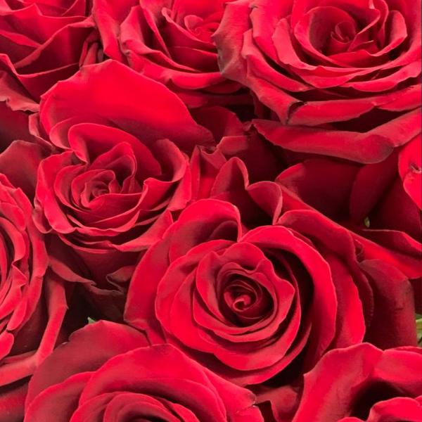 13 красных роз 80см "красный бархат"