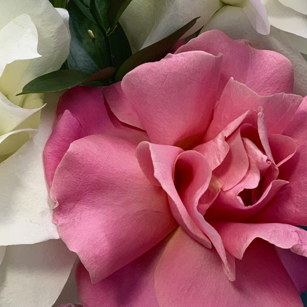 Коробка с французскими розами "Лебедь"