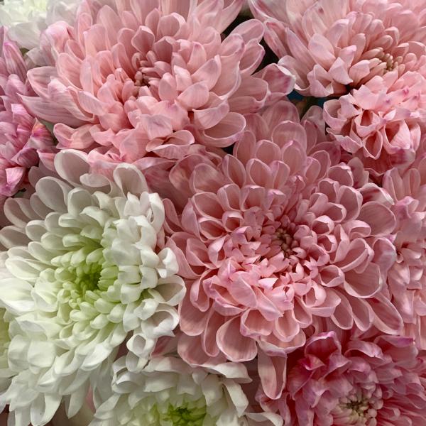 Коробка с хризантемами "Нежное признание"