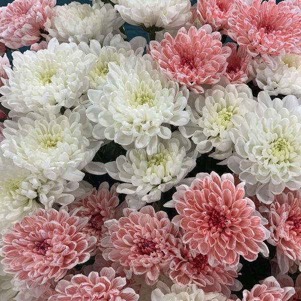15 хризантем “Пышка“