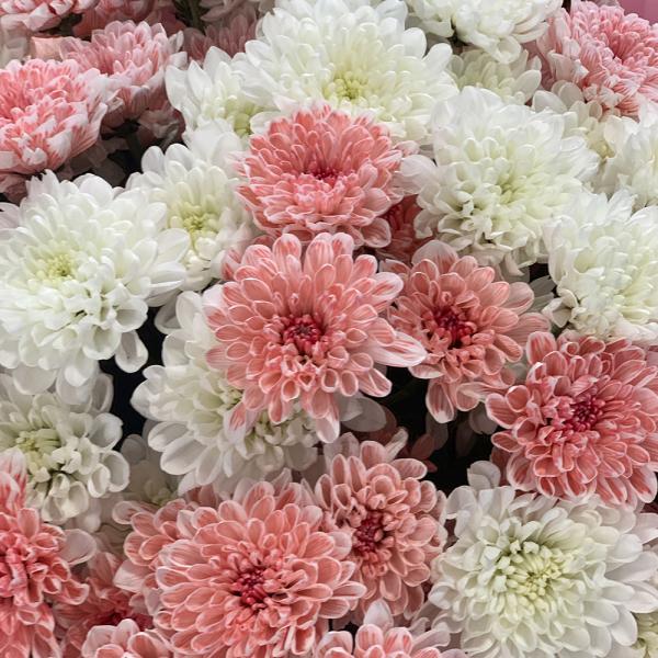 15 хризантем “Кокетка“