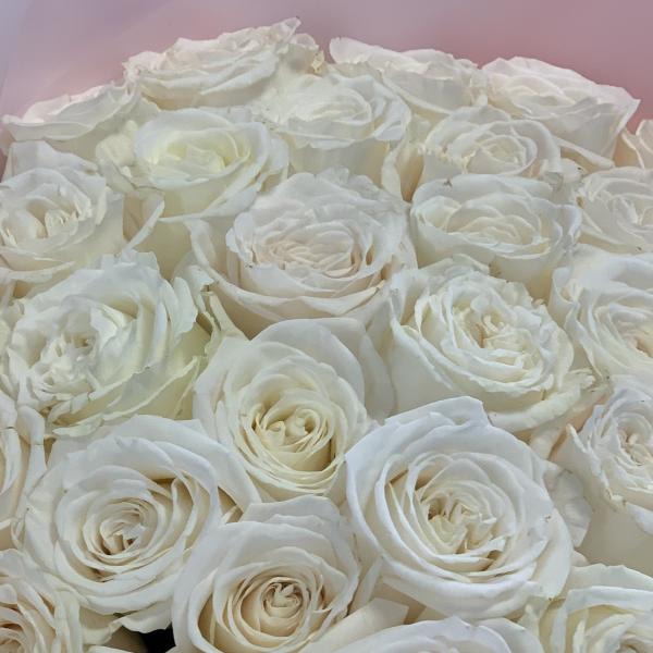 41 белая роза "Взбитые сливки"