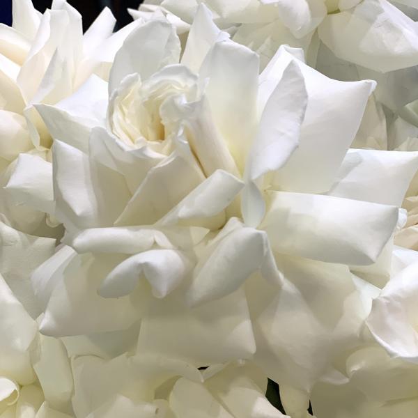 15 французских роз "Английский сад"