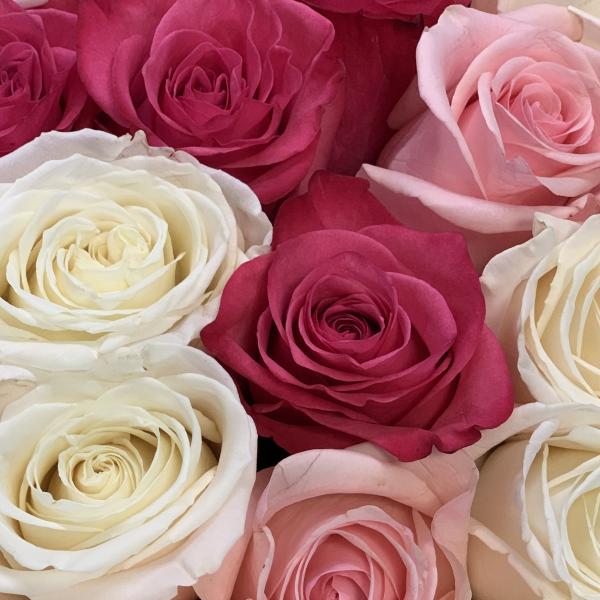 25 роз "Мечтательница"