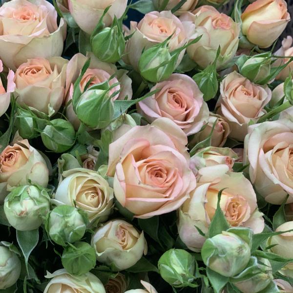 11 кустовых роз "Весеннее чувство"