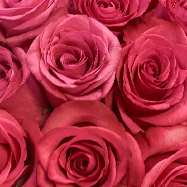 21 Роза "Малиновый раф"