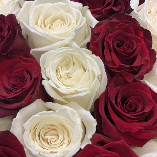 23 розы "Неотразимая"