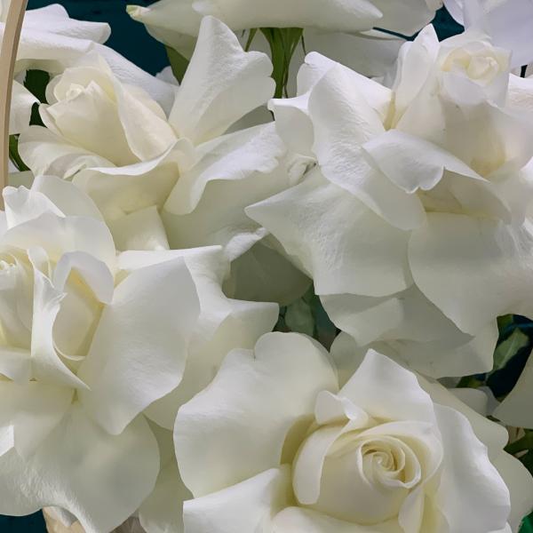 11 французских роз "Жажда странствий" 