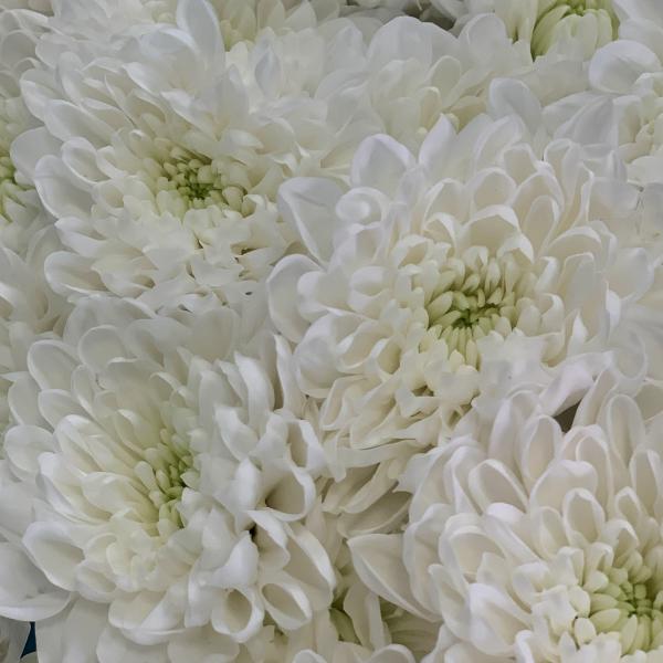 19 хризантем "Белоснежная долина"
