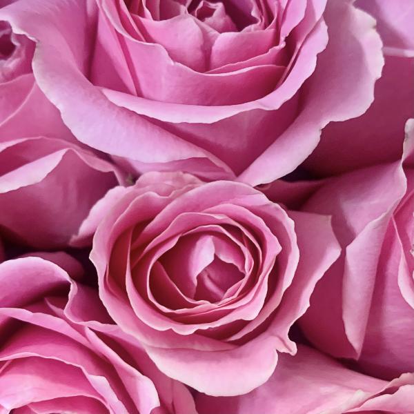 21 розовая роза  "Искреннее признание"