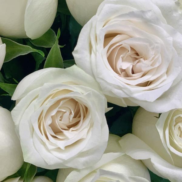 25 белых роз "Снежная королева"