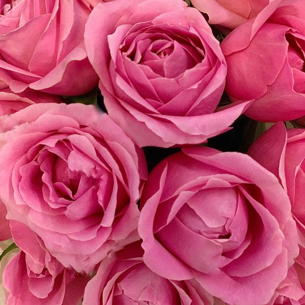  25 розовых  роз "Клубничный коктейль"  