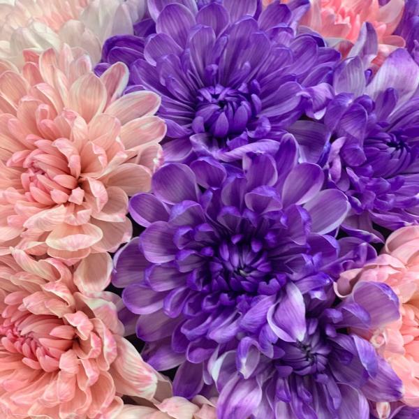 5 Хризантем "Ветролом"