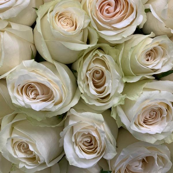 101 белая роза "Небо"