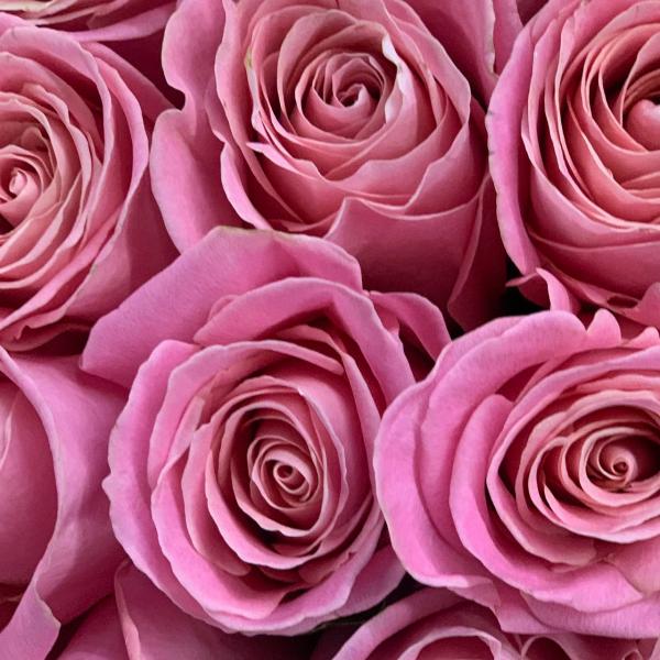 41  розовая роза “Джуси“